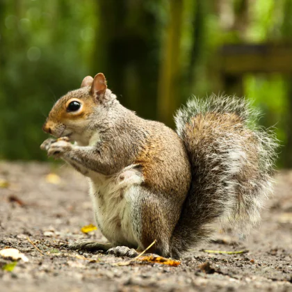 Squirrel